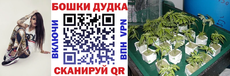 Бошки марихуана SATIVA & INDICA  Заринск 